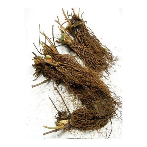 Lila Tarım Ürünleri Ada Tarım 20 Adet Soğuklara Dayanıkl. Yüksek Rakım Çilek Fidesi Fidanı