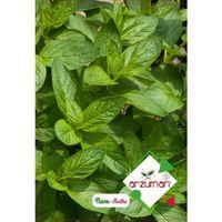 Nane Tohumu (100 Adet) Keskin Kokulu