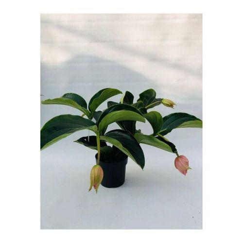 Medinilla Magnifica - Medine Gülü