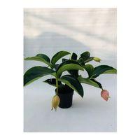 Medinilla Magnifica - Medine Gülü