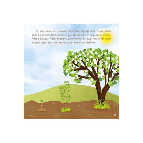 Ağaç Nasıl Oluşur - Oluşum Hikâyeleri - Okul Öncesi Kitabı