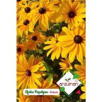 Afrika Papatyası Çiçeği Tohumu (100 Adet)