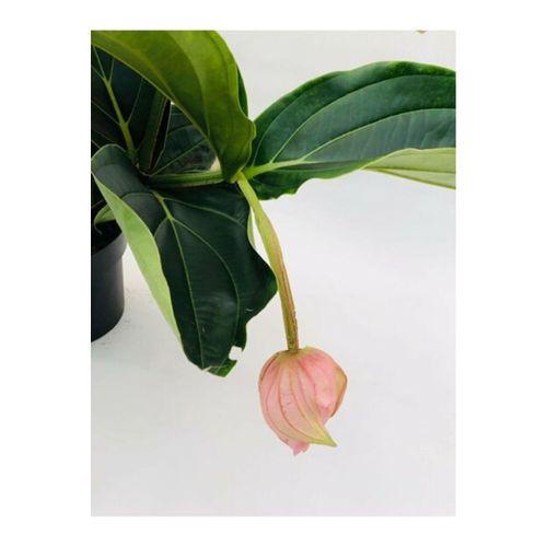 Medinilla Magnifica - Medine Gülü