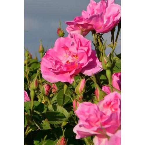 8 Adet Açık Kök Sarmaşık Gül Fidanı Isparta Gülü Rosa Rampicanti