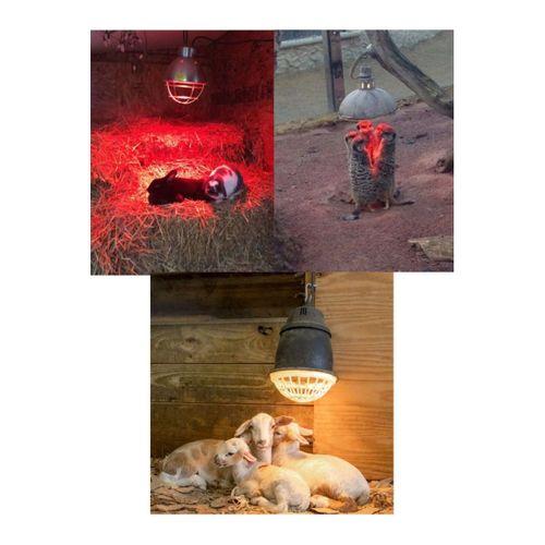 250w Kızılötesi (infrared) Isıtıcılı Hayvan Isıtma Ve Kuluçka Lambası (kırmızı Işık) E27 (kalın Duy)