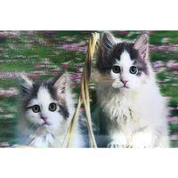 3 Boyutlu Resim  Sevimli Kediler İkili Kedi Resmi Tablosu 40x60 Cm