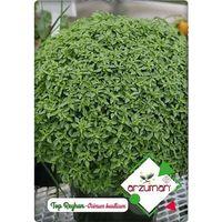 Top Reyhan (Fesleğen) (100 Adet)