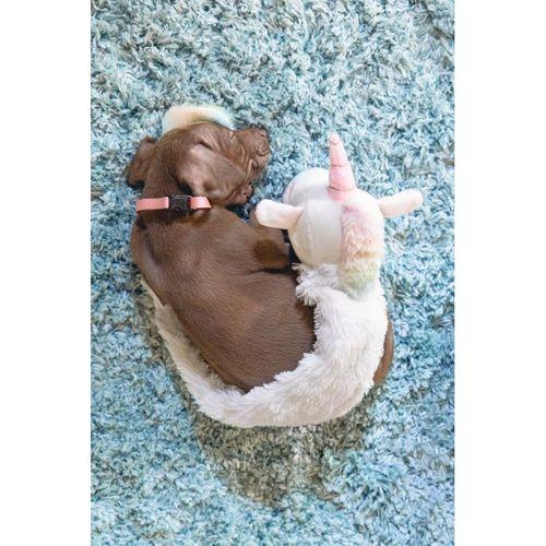 Beeztees Yavru Köpek Oyuncağı, Unicorn, Peluş, Beyaz, 49x10x14cm