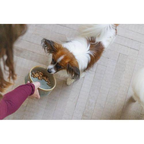 Beeztees DBL Köpek Mama Su Kabı, Seramik, Yeşil, 13,5cm, 500ml