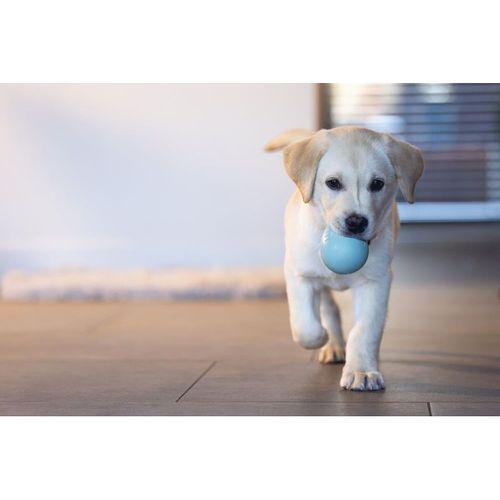 Beeztees Yavru Köpek Oyuncağı, Ödül ve Oyun, Yumurta, Kauçuk, Turkuaz, 6x6x8cm