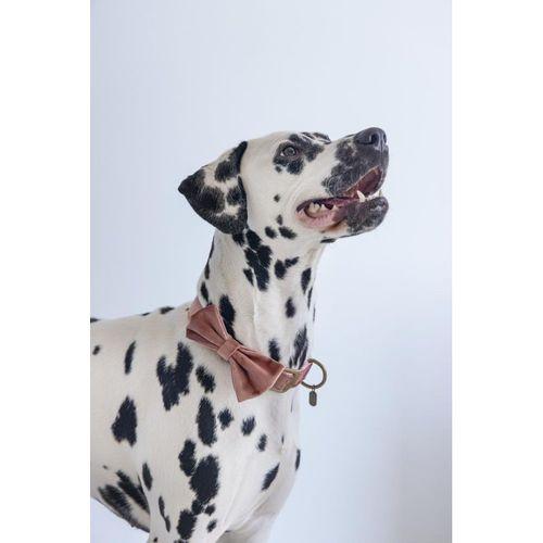 Beeztees DBL Köpek Papyonu, Kadife, Pembe, 12cm