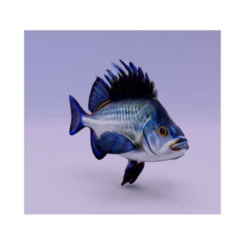 Horoz Balığı (Bu ürün Sadece Plastik parçadır - Almadan Önce Soru Sorabilirsiniz)