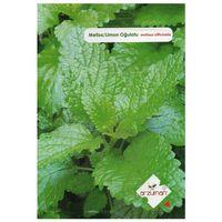 Melisa (Limon Oğulotu) Tohumu 50 adet