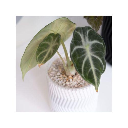 ZigZag Vazo Modu Çiçeklik 3D Baskı (Bu ürün Sadece Plastik parçadır - Almadan Önce Soru Sorabilirsiniz)