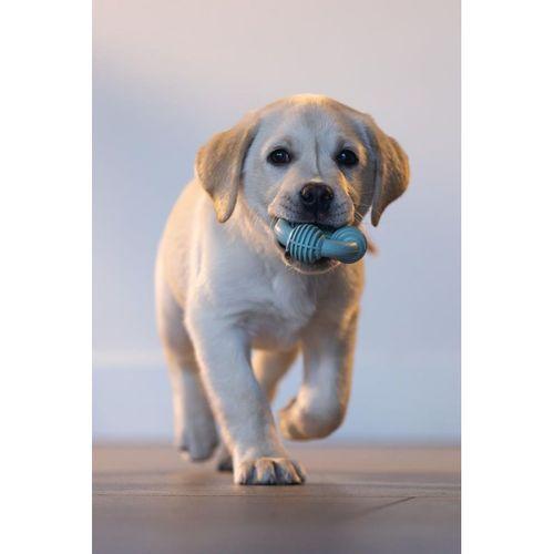 Beeztees Yavru Köpek Diş Oyuncağı, İçi Dolu Halka, Kauçuk, Yeşil, 8cm