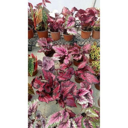 Saksıda Begonia Rex Yaprak Begonya 1 Adet
