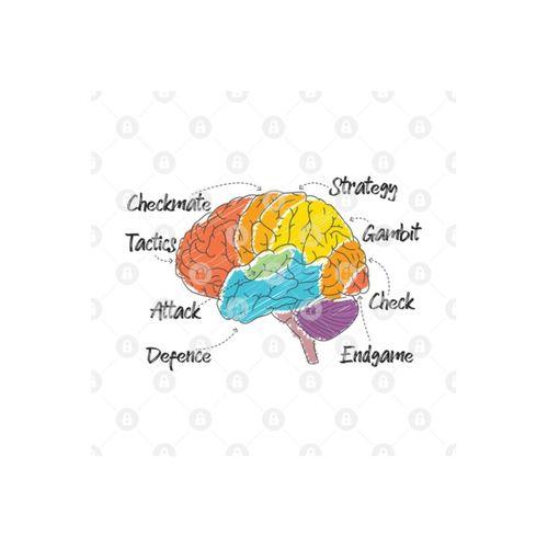 Brain Anatomy Of A Chess Player Kupa