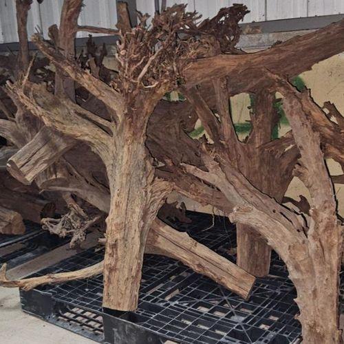 Mangrove Akvaryum Kütüğü Dev