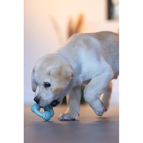 Beeztees Yavru Köpek Diş Oyuncağı, İçi Dolu Halka, Kauçuk, Yeşil, 8cm