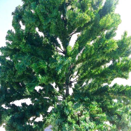 3 METRE YILBAŞI AĞACI PROFESYONEL VIP KALİTE 4812 DALLI 27 KİLO TAMAMEN METAL 3 METRE YILBAŞI ÇAM AĞACI