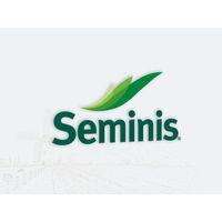 Seminis Gina Fasulye Tohumu 1 kg