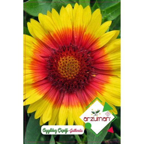 Ay Yıldız Çiçeği Tohumu (50 Adet)