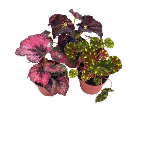 Saksıda Begonia Rex Yaprak Begonya 1 Adet