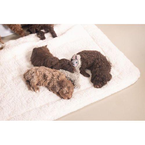 Beeztees Yavru Köpek Oyuncağı, Peluş, Gri, 37x28x4cm
