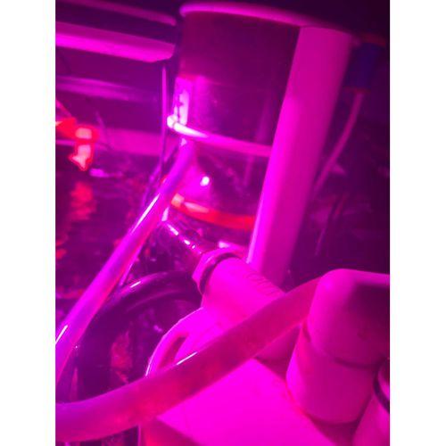 Bubble Magus Genişletilmiş Atık Tüp Tutucu - 5137735