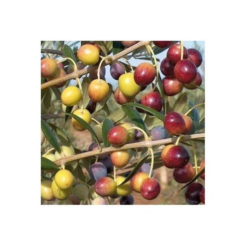 Arbequina Bodur Yağlık Ispanyol Zeytin Fidanı 2 Yaş