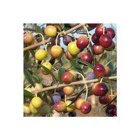 Arbequina Bodur Yağlık Ispanyol Zeytin Fidanı 2 Yaş