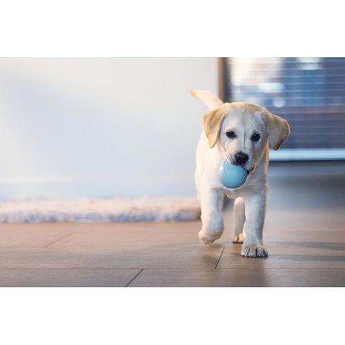 Beeztees Yavru Köpek Oyuncağı, Ödül ve Oyun, Yumurta, Kauçuk, Turkuaz, 6x6x8cm