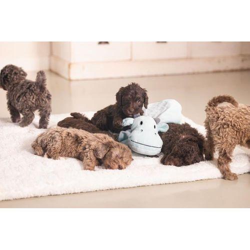 Beeztees Yavru Köpek Oyuncağı, Dragon, Peluş, Yeşil, 31,5x25x17cm