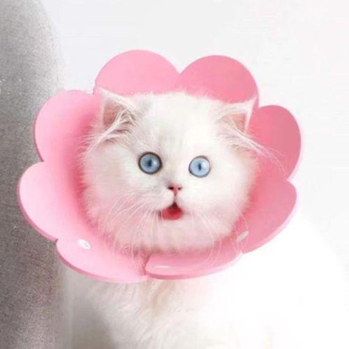 Evcil Hayvan M Boy Keçe Elizabeth Yakalığı