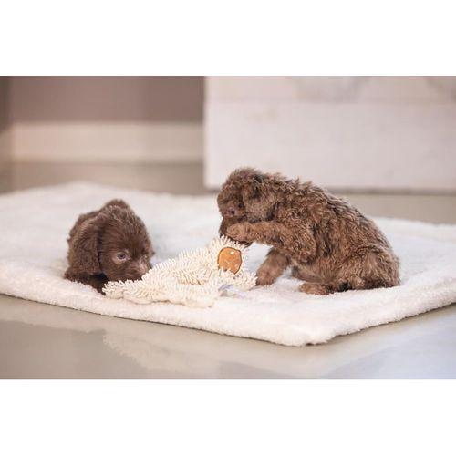 Beeztees Yavru Köpek Oyuncağı, Peluş, Beyaz, 37x28x4cm