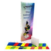 Misyon Dna Sarmalı Modeli Seti - 2 adet