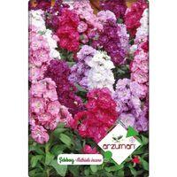 Şebboy Çiçeği (100 Adet) Karışık Renk