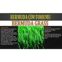 Bermuda Çimi (Ayrık Otu)Tohumu 1 kg