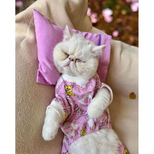 Toad Teddy Penye Kedi Tulum ve Yastık Takım Uyku Seti