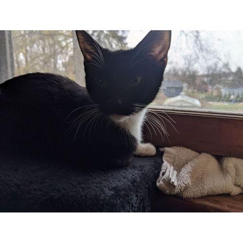Kedi Penceresi Raf Desteği - 5149449