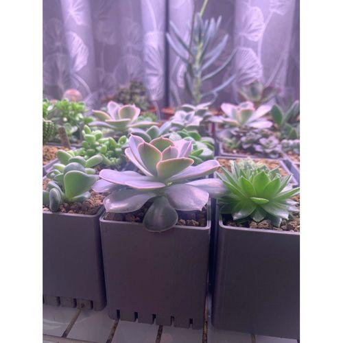 Etli bitki tenceresi ve damla tepsisi - 5134067
