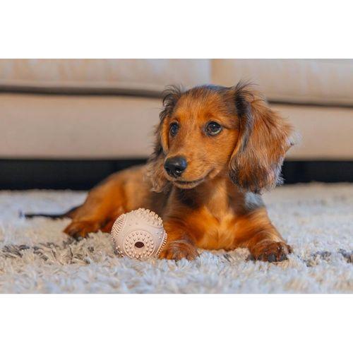 Beeztees Yavru Köpek Oyuncağı, Diş Kaşıma ve Masaj Topu, Kauçuk, Pembe, 5cm