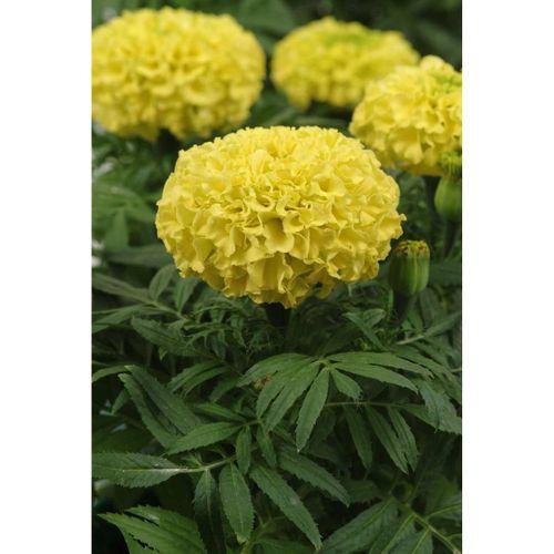 Sarı Top Kadife Çiçek Tohumu 50 Adetli