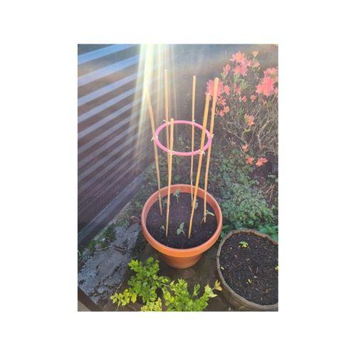 Bambu Çubuklar İçin Sebze Kafesi (Bu ürün Sadece Plastik parçadır - Almadan Önce Soru Sorabilirsiniz)