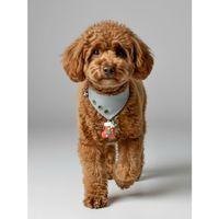 Christmas Dog Bandana | Küçük Irk Köpek Fuları | Yılbaşı Temalı Çorap Aksesuar Detaylı Bandana | Max 6 kg