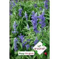 Adaçayı Tohumu (50 Adet)