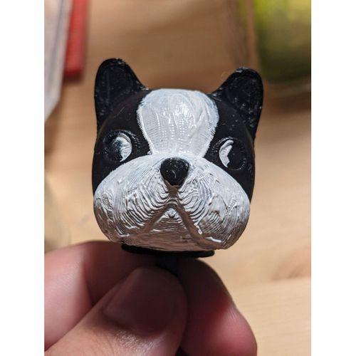 Boston Terrier - 6894379