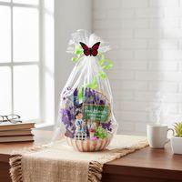 Mini Midye Teraryum - Öğretmenler Günü Hediyesi