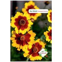 Kız Gözü Çiçeği Tohumu 100 Adet