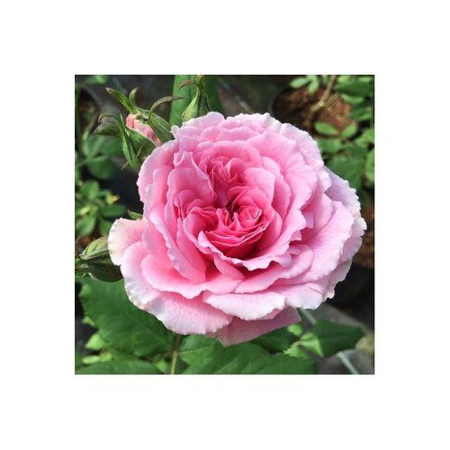8 Adet Açık Kök Sarmaşık Gül Fidanı Isparta Gülü Rosa Rampicanti